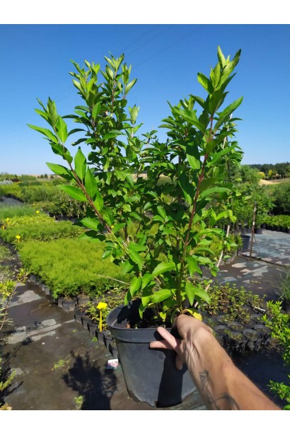 Форзиція середня Уікенд / Вікенд - 5л/вис.70-90см/Ø35-45см